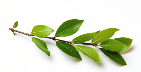 yerba mate plant - The Hof Garden