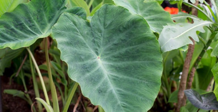 California Elephant Ears - The Hof Garden