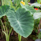 California Elephant Ears - The Hof Garden