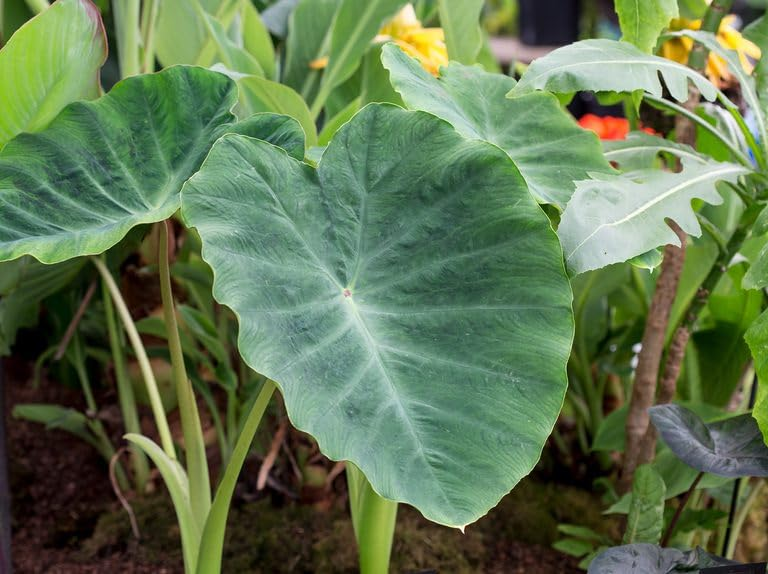 California Elephant Ears - The Hof Garden