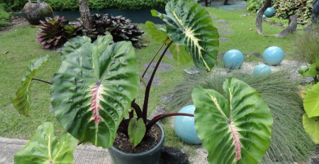 colocasia white lava - The Hof Garden