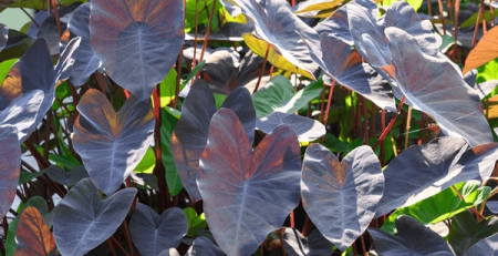 alocasia black magic - the Hof Garden