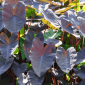 alocasia black magic - the Hof Garden