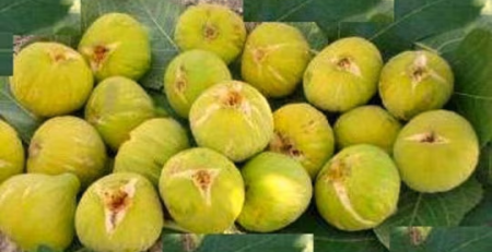 yellow fig tree