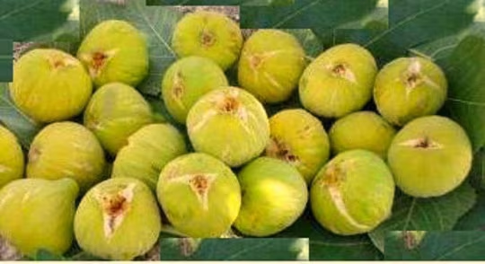 yellow fig tree