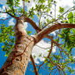 yerbamate tree - the hof garden