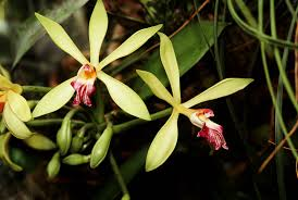 vanilla bean orchid - the hof garden