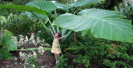 giant colocasia - the hof garden