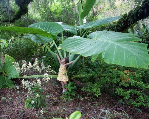 giant colocasia - the hof garden