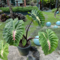 white lava elephant ear - grow and care guide - the hof garden