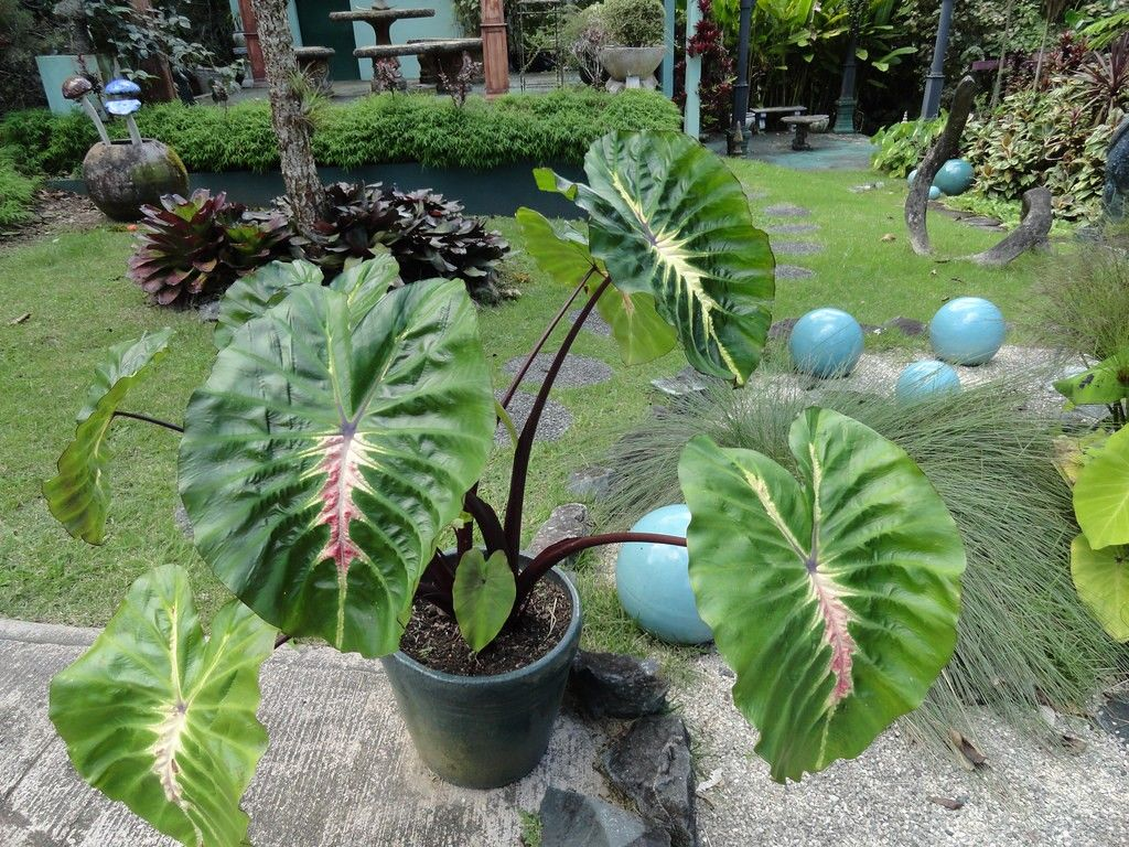 white lava elephant ear - grow and care guide - the hof garden