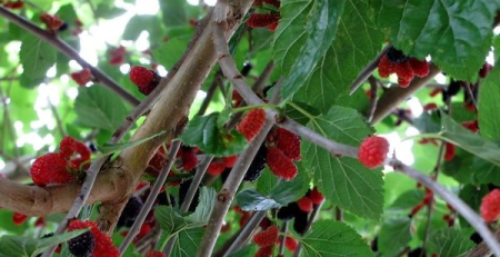 dwarf everbearing mulberry - the hof garden