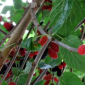 dwarf everbearing mulberry - the hof garden