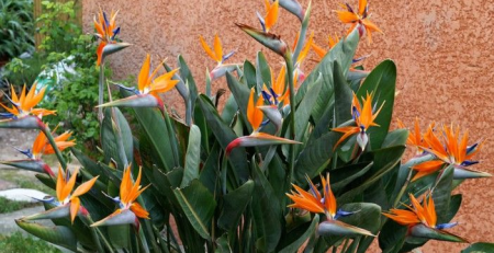 orange bird of paradise - the hof garden