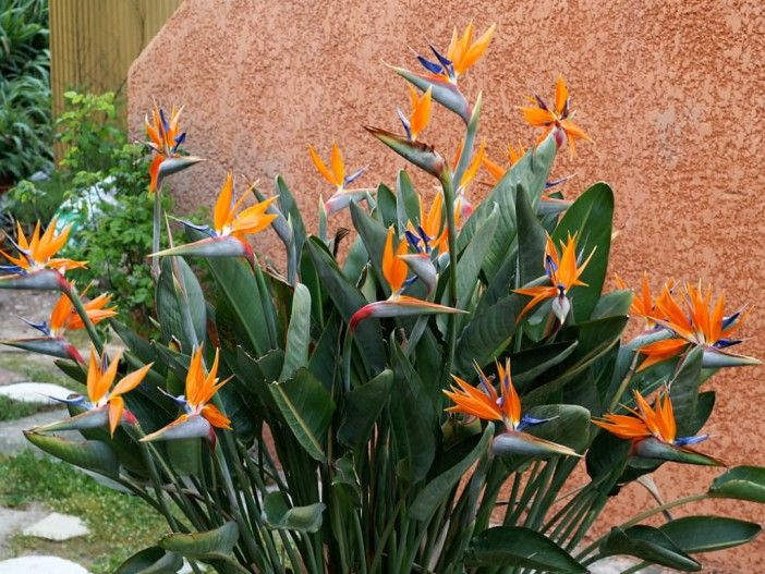 orange bird of paradise - the hof garden