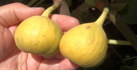 yellow long neck fig - The Hof Garden