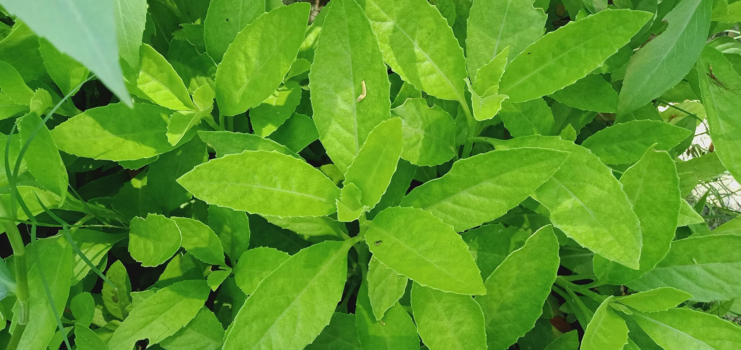 longevity spinach