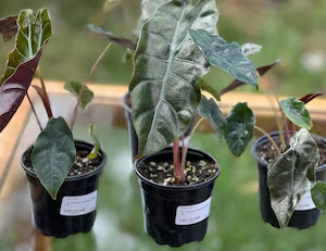 Alocasia Chantrieri the hof garden