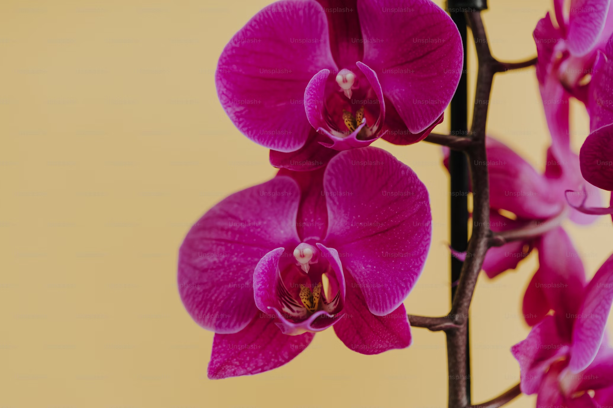 ground orchids - the hof garden