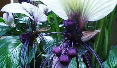 White Bat Flower - The Hof Garden