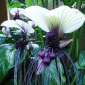 White Bat Flower - The Hof Garden