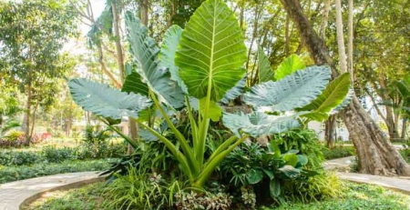 Thailand Giant - The Hof Garden