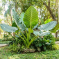 Thailand Giant - The Hof Garden