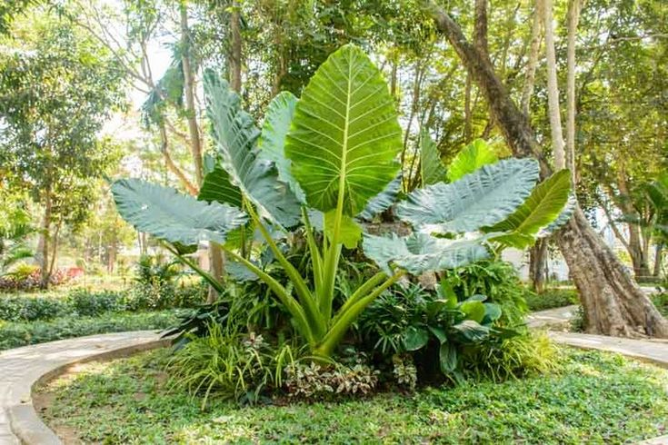 Thailand Giant - The Hof Garden