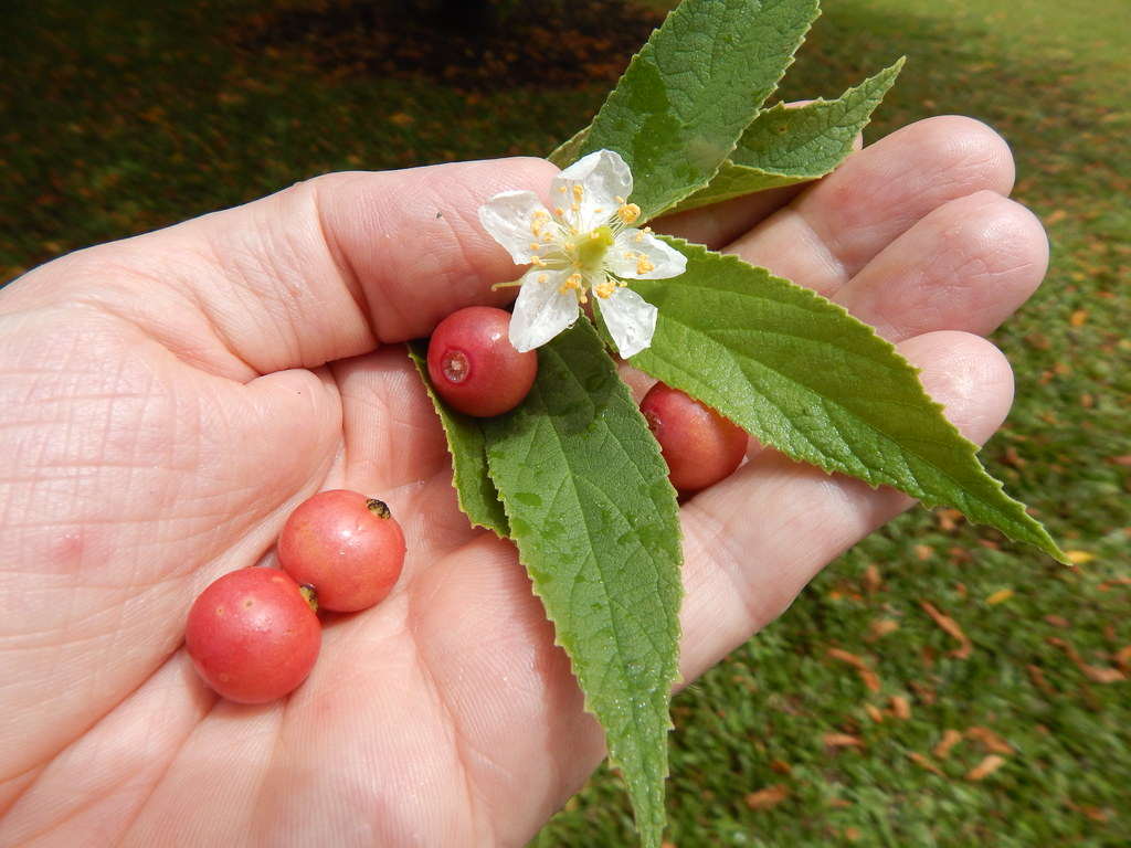 Muntingia calabura - TheHofGarden