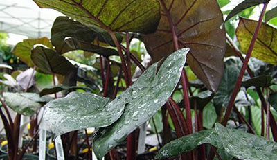 yucatan princess alocasia - The Hof Garden