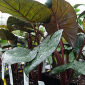 yucatan princess alocasia - The Hof Garden