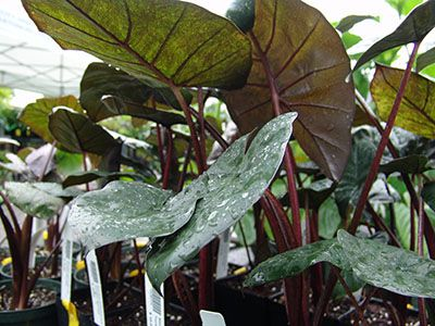 yucatan princess alocasia - The Hof Garden