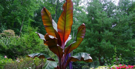 red banana plant - the hof garden