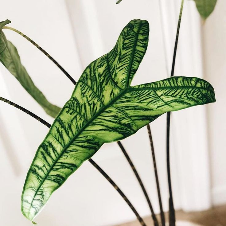 Alocasia Reticulata - the hof garden