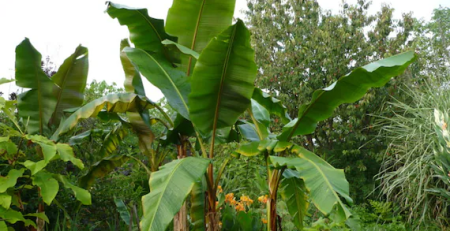 Mekong Giant Banana - the hof garden