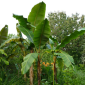 Mekong Giant Banana - the hof garden