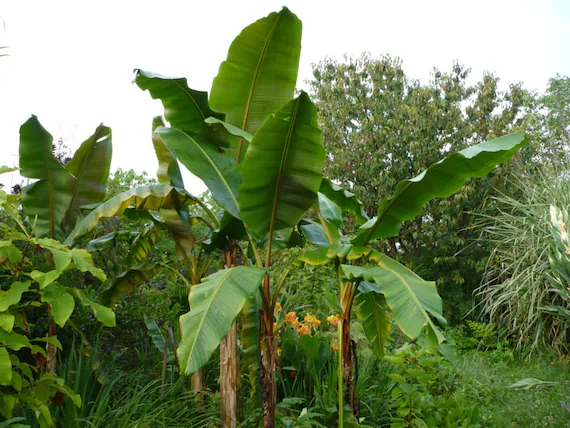 Mekong Giant Banana - the hof garden