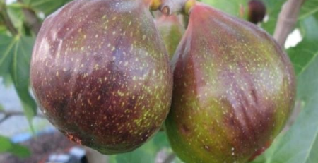 olympian fig - the hof garden