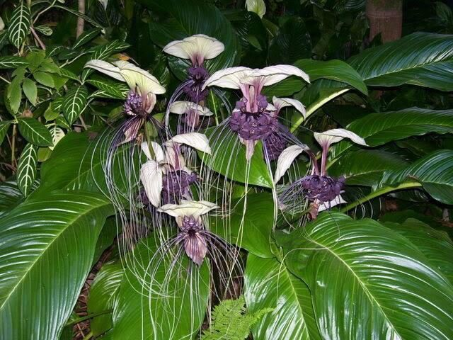 bat plant