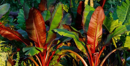 red abyssinian banana tree - thehofgarden.com