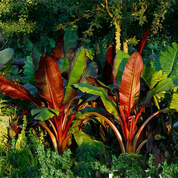 red abyssinian banana tree - thehofgarden.com