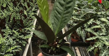 Anthurium Superbum - thehofgarden