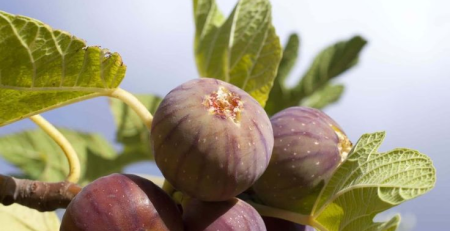 Violette de Bordeaux fig tree - thehofgarden