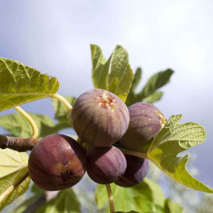 Violette de Bordeaux fig tree - thehofgarden