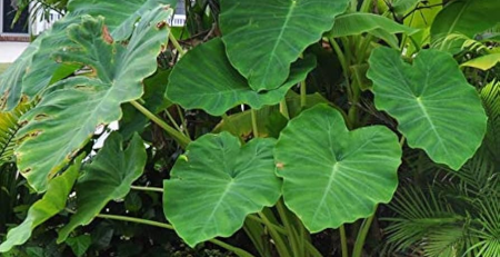 small elephant ear plant - thehofgarden