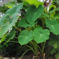 small elephant ear plant - thehofgarden