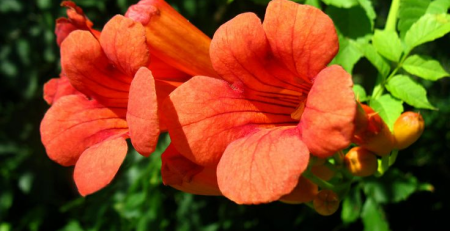 honeysuckle trumpet vine - thehofgarden