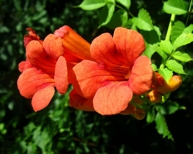 honeysuckle trumpet vine - thehofgarden