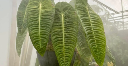 anthurium veitchii king -thehofgarden