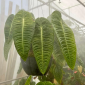 anthurium veitchii king -thehofgarden